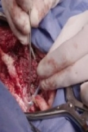 Animal ER S01E01 POed Python 480p x264-mSD [eztv]