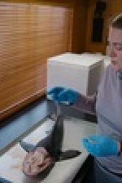 When Sharks Attack And Why S01E02 720p WEB h264-EDITH EZTV