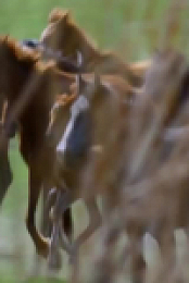 Wild Child S04E16 480p x264-mSD EZTV