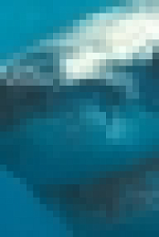 Shark Week 2020 Alien Sharks-First Contact WEBRip x264-CAFFEiNE[TGx]