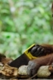 BBC Spy in the Wild 2of5 Intelligence WEB x264-MCTV