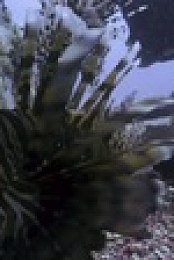 NOVA S49E15 Ocean Invaders 720p HEVC x265-MeGusta EZTV