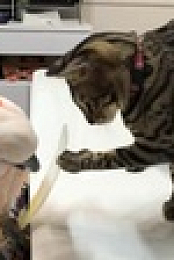 Worlds Funniest Animals S03E11 XviD-AFG EZTV