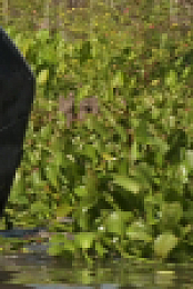 Swamp People S15E06 1080p WEB h264-EDITH EZTV
