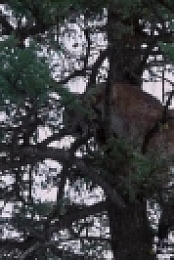 Mountain Men S08E01 WEB h264-TBS [eztv]