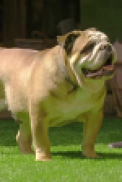 The Dog House S05E09 XviD-AFG EZTV