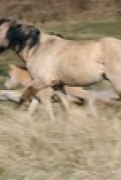 Wild Child S03E01 XviD-AFG EZTV