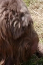 Embarrassing Pets S01E20 480p x264-mSD [eztv]