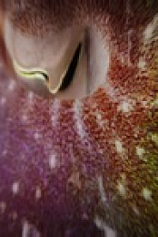 Super Natural S01E05 480p x264-mSD EZTV
