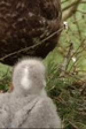 Springwatch S17E01 1080p HEVC x265-MeGusta EZTV