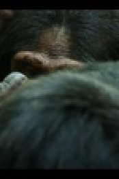Chimp Empire S01E01 720p WEB h264-EDITH EZTV