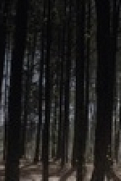 Legacies S03E14 720p HDTV x264-SYNCOPY EZTV