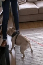 Dogs Behaving Badly S03E06 480p x264-mSD EZTV