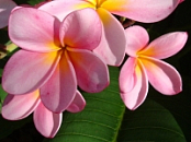 Tropical Flowers Calendar 2020