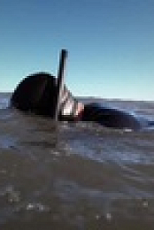 Shark Attacks Files S02E01 XviD-AFG EZTV