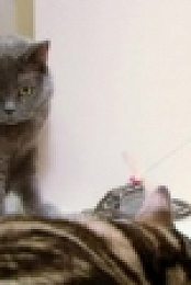 My Cat From Hell S04E09 Bea Hates CeCe WEB x264-GIMINI [eztv]
