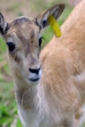 Mega Zoo S01E10 Missing Mama 480p x264-mSD EZTV