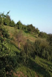 Inside the Enchanted Forests S01E02 480p x264-mSD EZTV