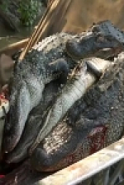 Swamp People S12E04 480p x264-mSD EZTV
