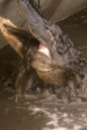 Swamp People S12E11 XviD-AFG EZTV