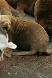The Humboldt Current S01E02 XviD-AFG EZTV