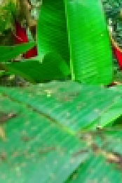 Tiny World S01E02 Jungle ATVP WEB-DL AAC2 0 H 264-BTW EZTV