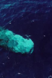 Nature S42E12 Patrick and the Whale XviD-AFG EZTV