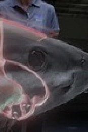 When Sharks Attack 360 S01E01 XviD-AFG EZTV