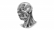[ FreeCourseWeb ] Udemy - Head and Neck Neuroanatomy