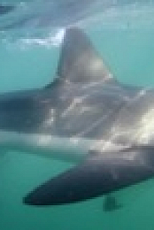 When Sharks Attack S08E01 720p HDTV x264-CBFM EZTV