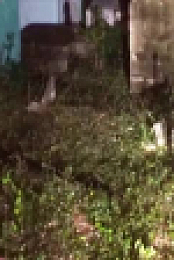 Paranormal Caught on Camera S08E04 XviD-AFG EZTV