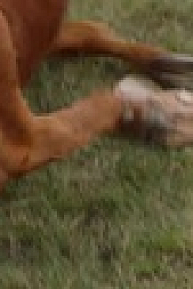 Heartland CA S15E07 XviD-AFG EZTV