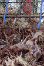 Deadliest Catch S20E04 1080p WEB h264-EDITH EZTV
