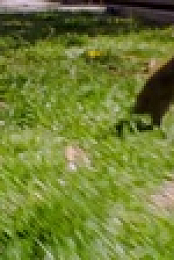 Wild Child S03E18 XviD-AFG EZTV