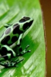 Scaled S01E10 Wild West Agamas WEBRip x264-CAFFEiNE [eztv]