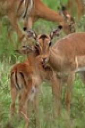 Wild Child S02E03 720p WEB h264-DiRT EZTV