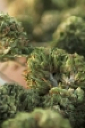 Chopped 420 S01E02 Puff Puff Run 720p WEBRip x264-KOMPOST EZTV