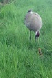 Springwatch S17E10 720p HDTV x264-DARKFLiX EZTV