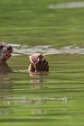 Uptown Otters S01E04 XviD-AFG EZTV