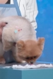 Haute Dog S01E06 XviD-AFG EZTV