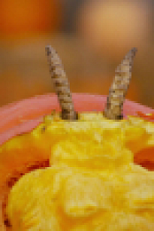 Outrageous Pumpkins S04E01 1080p WEB h264-EDITH EZTV