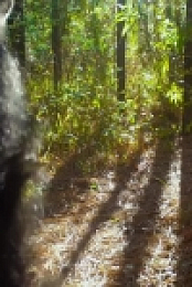 Meet The Chimps S01E05 480p x264-mSD EZTV