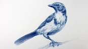 Udemy - The Art & Science of Drawing - Basic Skills [Course Drive]