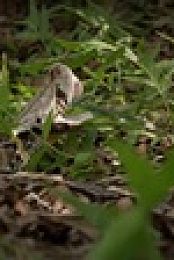 Extreme Snakes S01E02 XviD-AFG EZTV