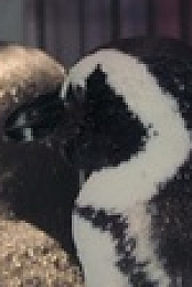 Penguin Town S01E04 720p WEB h264-DELAYED EZTV