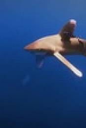 Shark Attacks Files S02E03 XviD-AFG EZTV