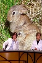 QI S16E14 Pathology 480p x264-mSD [eztv]