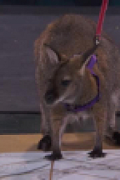 Stupid Pet Tricks S01E05 XviD-AFG EZTV