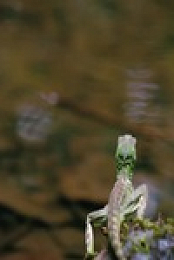 Impossible Animals S01E02 Rainforrests 480p x264-mSD EZTV
