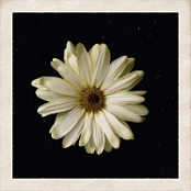 Cody Simpson - Flower {2015-Single}